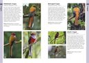 Vogelgids Birds of Borneo | Helm