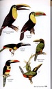 Vogelgids - Natuurgids Costa Rica - A Guide to the Birds of Costa Rica | Bloomsbury