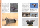 Vogelgids Pocket Photo Guide Birds of Spain | Bloomsbury