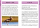 Vogelgids Pocket Photo Guide Birds of Italy | Bloomsbury